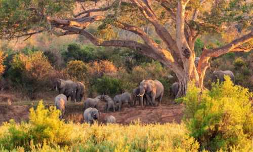 DACHIGAM NATIONAL PARK JEEP SAFARI (Jammu & Kashmir) 2025
